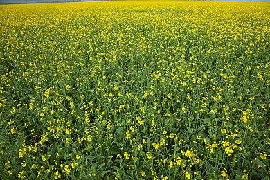 《潜行者2：切尔诺贝利之心》内容路线图明年初公布